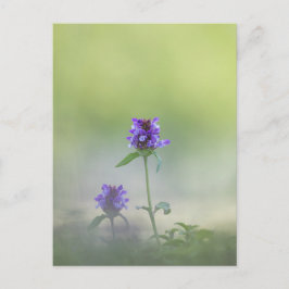 Cartão Postal Foto da natureza do Prunella Flower