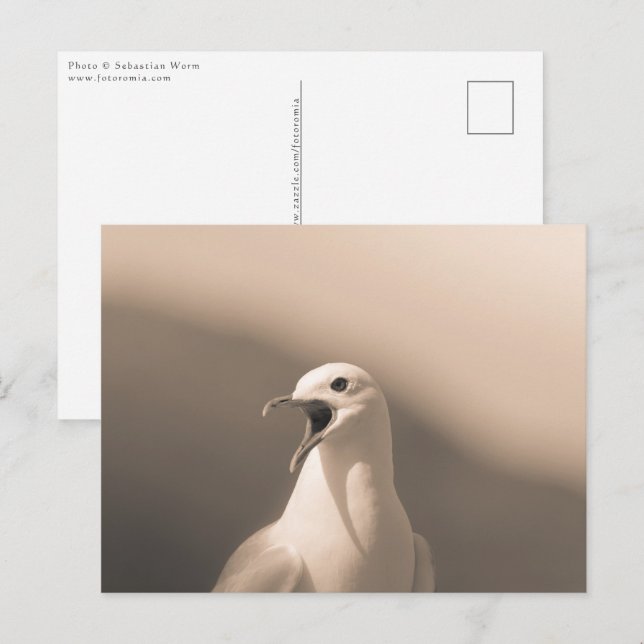 Cartão Postal Foto da Natureza do Seagull (Frente/Verso)