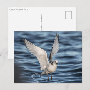 Cartão Postal Foto da Natureza do Seagull