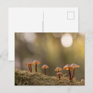 Cartão Postal Foto da natureza dos cogumelos