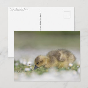 Cartão Postal Foto da natureza fofoca bonita