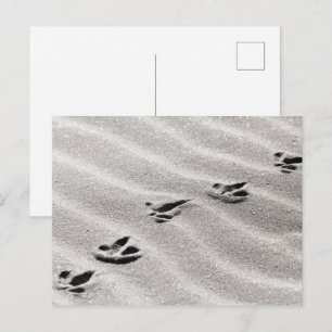 Cartão Postal Foto da Natureza Pistas na Areia