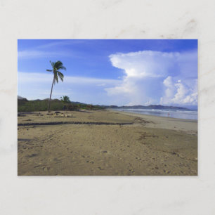 Cartão Postal Foto da Praia da Costa Rica com Palmeira
