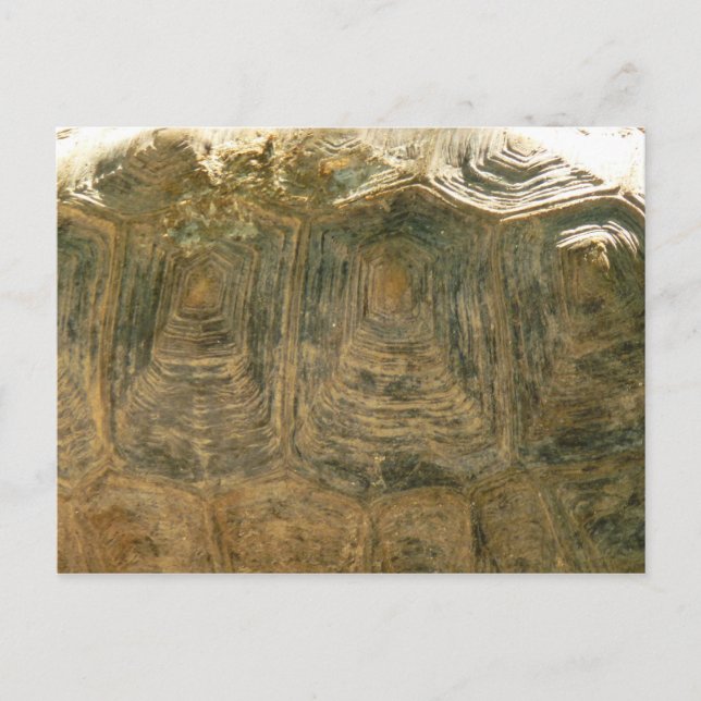 Cartão Postal Foto da Tortoise Shell Nature (Frente)