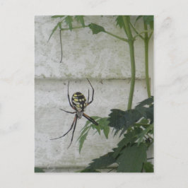 Cartão Postal Foto das aranhas-do-jardim amarelo-aranha escreven