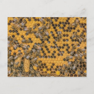 Cartão Postal Foto de Abelhas de mel 2 Queen Cells no pente de m