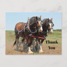 Foto de Agradecimento de Fazenda de Cavalo Clydesd