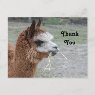 Cartão Postal Foto de Alpaca Comendo Feno Animal Obrigado
