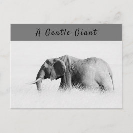 Cartão Postal Foto de alta chave Gentle Giant Elephant com texto
