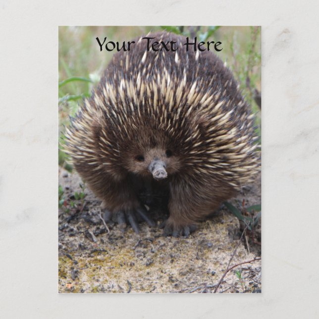 Cartão Postal Foto de animal Echidna Cute, australiana (Frente)