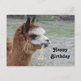 Cartão Postal Foto de aniversário de alpaca comendo feno