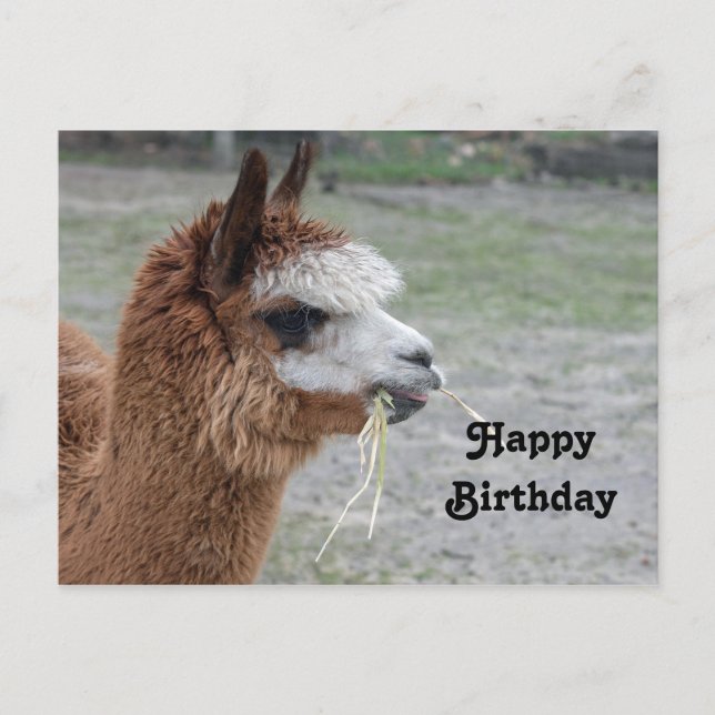 Cartão Postal Foto de aniversário de animal alpaca comendo feno (Frente)