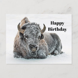 Cartão Postal Foto de aniversário de Búfalo de vida selvagem na 