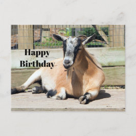 Cartão Postal Foto de aniversário de cabra marrom fofa dormindo
