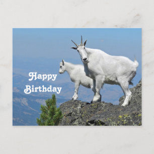 Cartão Postal Foto de aniversário de cabras montesas brancas