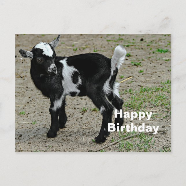 Cartão Postal Foto de aniversário de cabrito preto e branco fofo (Frente)