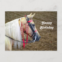 Foto de aniversário de cavalo palomino lindo
