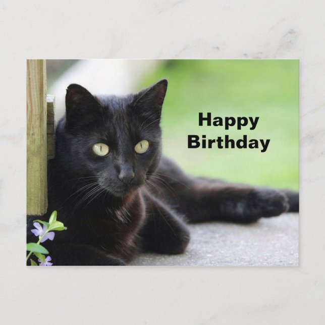 Cartão Postal Foto de aniversário de gato preto bonita (Frente)