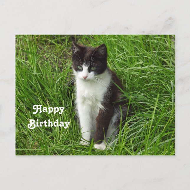 Cartão Postal Foto de aniversário de gato preto e branco (Frente)