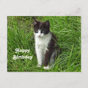 Cartão Postal Foto de aniversário de gato preto e branco de gati