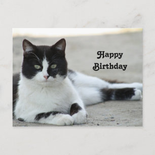Cartão Postal Foto de aniversário de gato preto e branco de smok