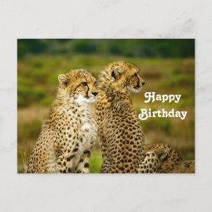 Cartão Postal Foto de Aniversário de Guepardo Selvagem
