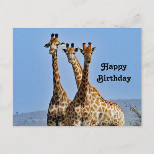 Cartão Postal Foto de aniversário de rebanho de girafa da vida s