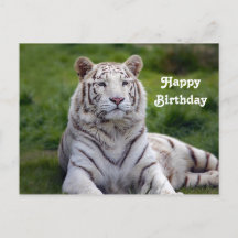Foto de aniversário do belo tigre branco