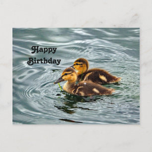 Cartão Postal Foto de Aniversário do Bonito Mallard Ducklings