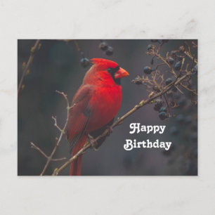 Cartão Postal Foto de aniversário do cardeal-vermelho da vida se
