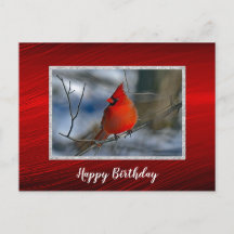 Foto de Aniversário do Cardinal Vermelho de Invern