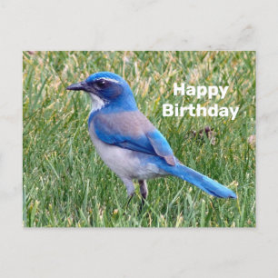 Cartão Postal Foto de aniversário do lindo pássaro azul da gralh