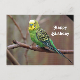 Cartão Postal Foto de Aniversário do Periquito Verde Bonito