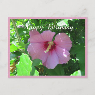 Cartão Postal Foto de Aniversário Rosa Rosa de Sharon