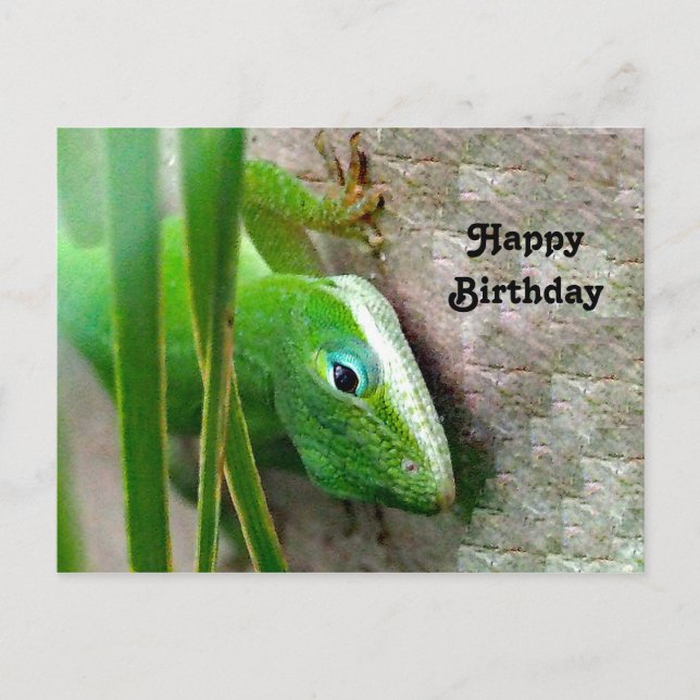 Cartão Postal Foto de Anolis-carolino Lagarto Verde de Aniversár (Frente)