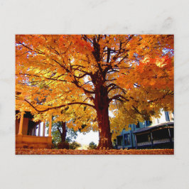 Cartão Postal Foto de Autumn Tree por Mark Edward Westerfield