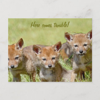 Cartão Postal Foto de Bebê Coyotes
