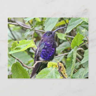 Cartão Postal Foto de Beija Azul