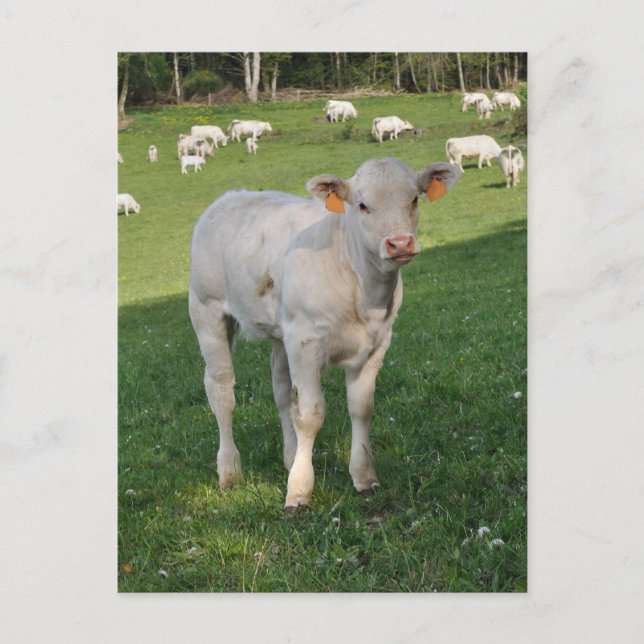 Cartão Postal foto de bezerro charolês branco (Frente)