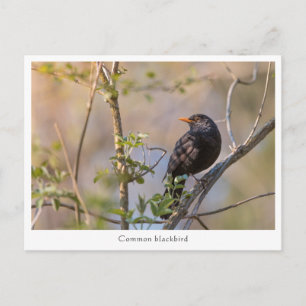 Cartão Postal Foto de Blackbird Nature