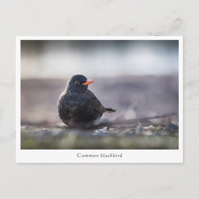 Cartão Postal Foto de Blackbird Nature (Frente)