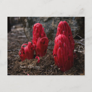 Cartão Postal Foto de Blossomas de Neve