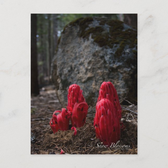 Cartão Postal Foto de Blossomas de Neve (Frente)