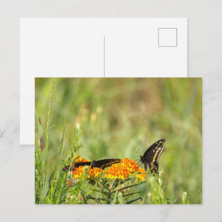 Cartão Postal Foto de Borboleta