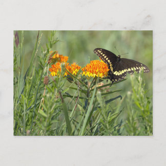 Cartão Postal Foto de Borboleta