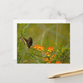 Cartão Postal Foto de Borboleta