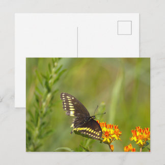 Cartão Postal Foto de Borboleta