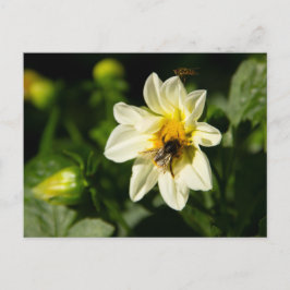 Cartão Postal Foto de Bumblebee e dahlia branca