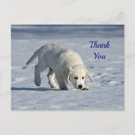 Cartão Postal Foto de cachorrinho branco fofinho na neve Obrigad