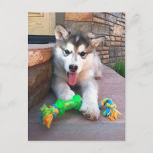 Cartão Postal Foto de Cachorrinho Malamute do Alasca Fofinho Te 